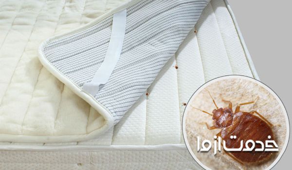 چگونه ساس را از بین ببریم؟